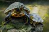 Smuggled Alive: Turtles and Tortoises Trafficked Across the Mexico-U.S. Border