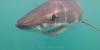 See it: Rare great white shark caught on camera in this state's waters for expected first time