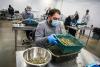 Cannabis, The Billion-Dollar Industry Learning To Manufacture Like One