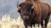 Viral bison brawl is a brutal wake-up call for every foolish tourist out there