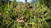 How a dry spring may be affecting B.C.'s bees