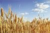 Canadian farmers plant fewer wheat acres