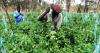 Low fertilizer use keeping Kenyan farmers poor, Kang’ata