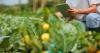 Agtech firms should ‘scale through friction’, not eliminate it, researcher argues