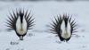 Wyoming urges court to sever latest sage grouse litigation