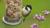 UK gardeners urged to leave 2 popular fruits on lawns and bird tables this month