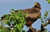 Belief-based use increasing threat to yellow-billed kite, an important African scavenger