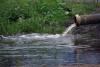New Yorkers Told To Avoid Hudson River After Sewage Leak