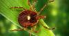 Oklahoma Voice: Tick bites are surging in the US this year. Here’s what to know.
