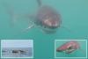 Rare great white shark caught feasting on camera for first time in Rhode Island waters