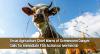 Texas Pushes for FDA Approval of Ivermectin in Feed to Fight Invasive Screwworm