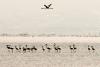 Iran: Environmental activists must be immediately released