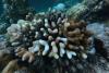 Extreme heat and coral reefs: What it means for Asia and the Pacific