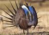 Montana judge to consider Wyoming sage grouse litigation
