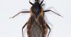 Routine blood testing reveals San Diego County's first case of locally acquired Chagas disease