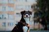 New York City Ranked Among the Least Pet Friendly Cities