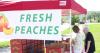 South Carolina peach harvest keeps regional stands busy this summer