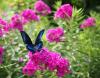 Alpine butterflies are climbing higher, but not for the reason scientists expected