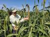 CSU Researchers Develop Crops to Better Withstand Colorado Drought