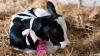 Dairy Cow Birthing Center at New York State Fair 'taking a pause' for 2026
