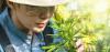 Roanoke College Launches Three-Year Bachelor’s Degree Program in Cannabis Studies 