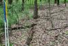 Research Brief: Upfront investment in native plants pays dividends against buckthorn