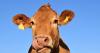 Kentucky joins states asking appeals court to not require reporting of livestock emissions