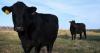 U.S. beef exports to China to pick up as rivals exhaust quotas