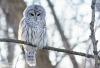 Is Quebec City the new capital of biodiversity?
