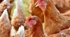 Farm could build 50-metre shed for 20,000 chickens in North Yorkshire