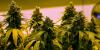 Localities to weigh zoning changes as recreational cannabis sales set to begin July 2027