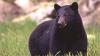 Does a bear shop at the commissary? One did at this Alaska military base.