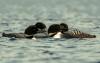 Maine Audubon’s annual Loon Count scheduled for July 18