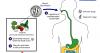 NCDHHS warns of fast-spreading parasitic infection impacting eastern North Carolina