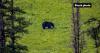 Bear killed after car crash in Virginia Beach: VBPD