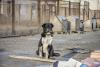 Official Review of Dog Shelters in Hungary to Start