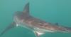Video shows "well fed" great white shark eating whale off Rhode Island