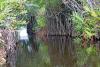 In Southern Benin, mangroves are making a comeback thanks to community-led action