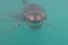 Great white shark might be the first caught on camera in Rhode Island