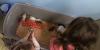 Live quail and planting seeds: Farm and garden camp kicks off for Anchorage preschoolers