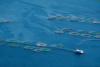 Farmed Seafood Production Surpasses a Record 100 Million Tons