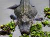 MDWFP partners with U.S. Army Corps of Engineers, to open Alligator Wildlife Management Area in Bolivar and Coahoma counties