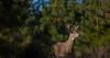 Virginia considers increasing hunting and fishing license fees, new wildlife regulations