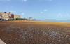 Sargassum Reaches Belize City for the First Time, Raising New Concerns Along the Coast