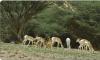 The Gazelle’s Grace: Eritrea’s Timeless Beauty