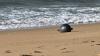 Mysterious Metal Spheres Found on Australian Beach May Have Come From Space