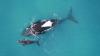 Why Are These Whale Moms Floating Upside-Down? Scientists Finally Have an Answer