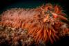 Illegal fishing takes a toll on Australia’s sea cucumbers