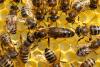Scientists Thought Royal Jelly Made Queen Bees. They Were Wrong