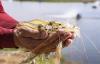 Ecuador making value-added push amid record year for shrimp exports
